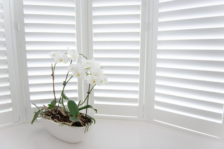 orchid positioned infant of window shutters